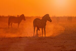 Serengeti National Park fullmoon – two zebras illuminated by moonlight in Tanzania