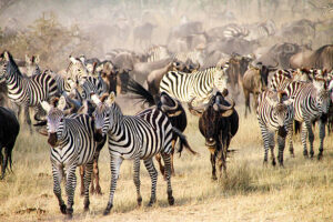 Best Adventure Activities in Tanzania: Great Migration in Serengeti National Park Tanzania showcasing wildebeest movement during African safari experience and wildlife adventure 2026