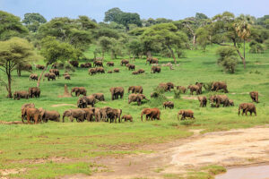 Best Adventure Activities in Tanzania: African elephants in Tarangire National Park Tanzania on green savanna showcasing wildlife safari experience and elephant herds in Tanzania 2026