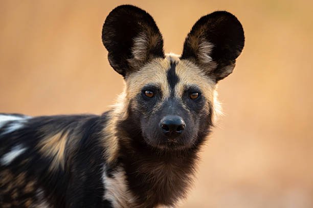 rare animals to see in Tanzania