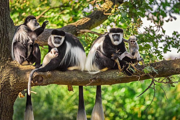 rare animals to see in Tanzania