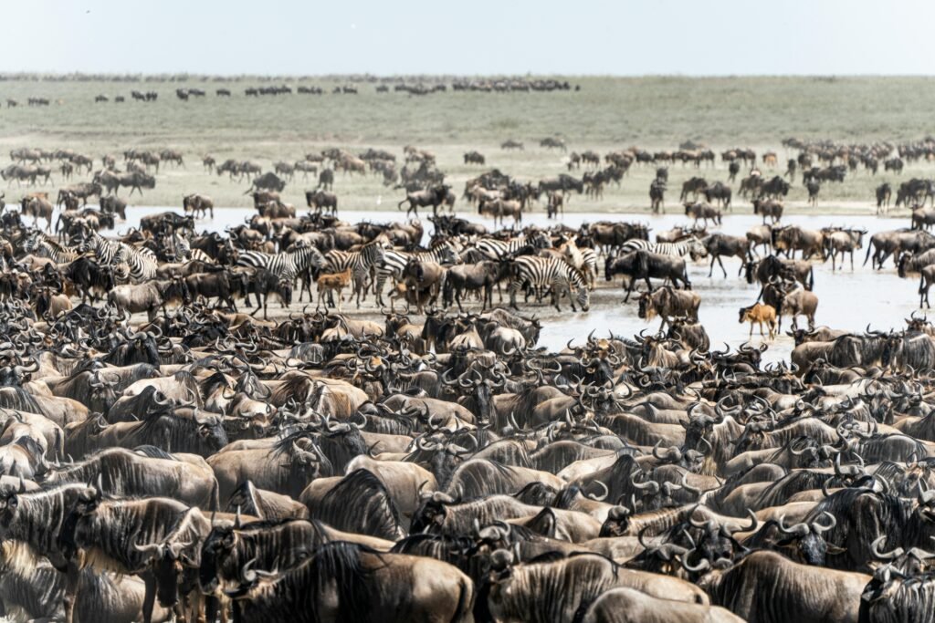  best time to witness Great Migration