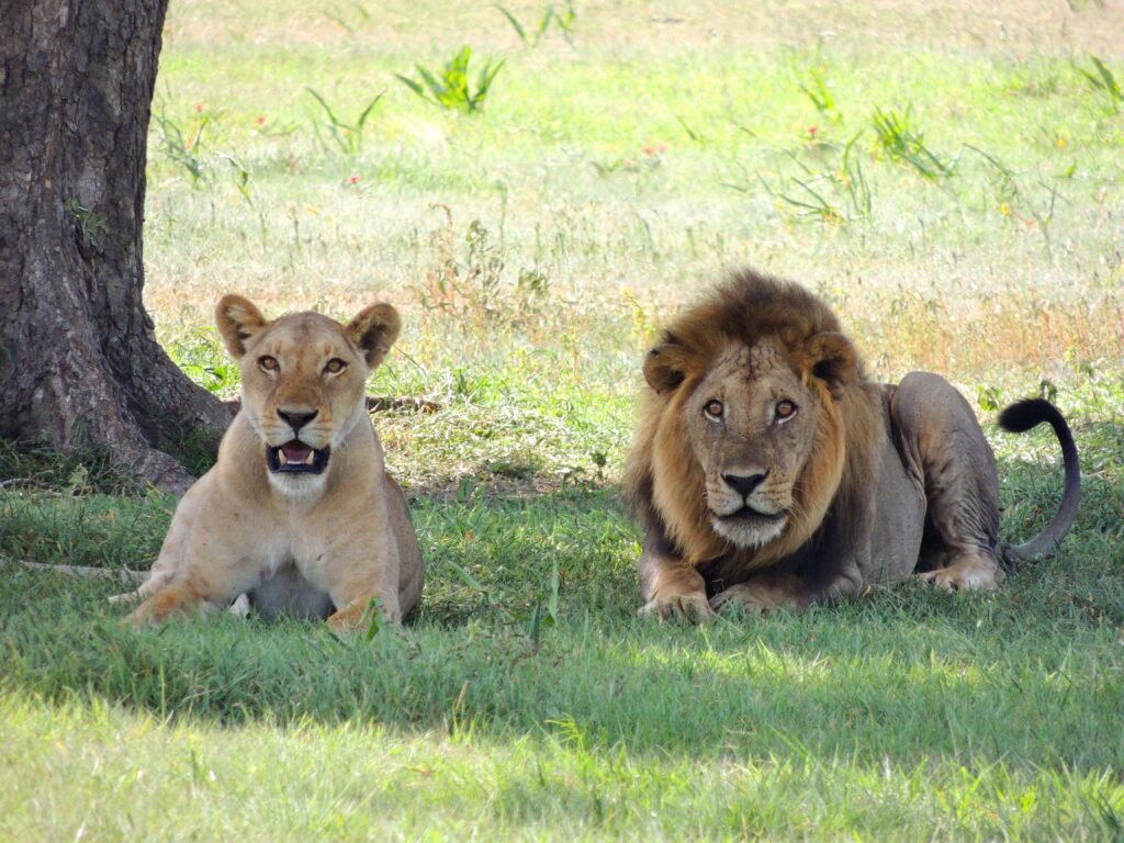 Top 10 Best Safari in Tanzania