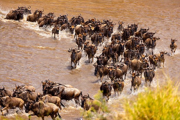  best time to witness Great Migration