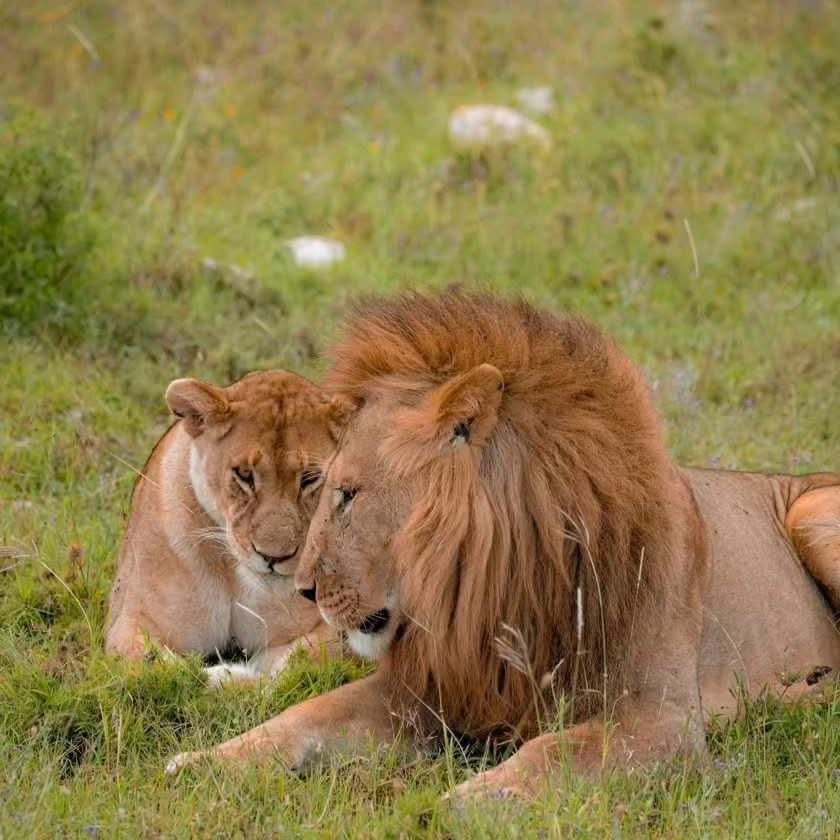 Wildlife safari in Tanzania