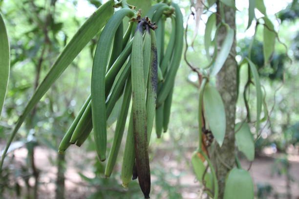 Zanzibar Spice Farm