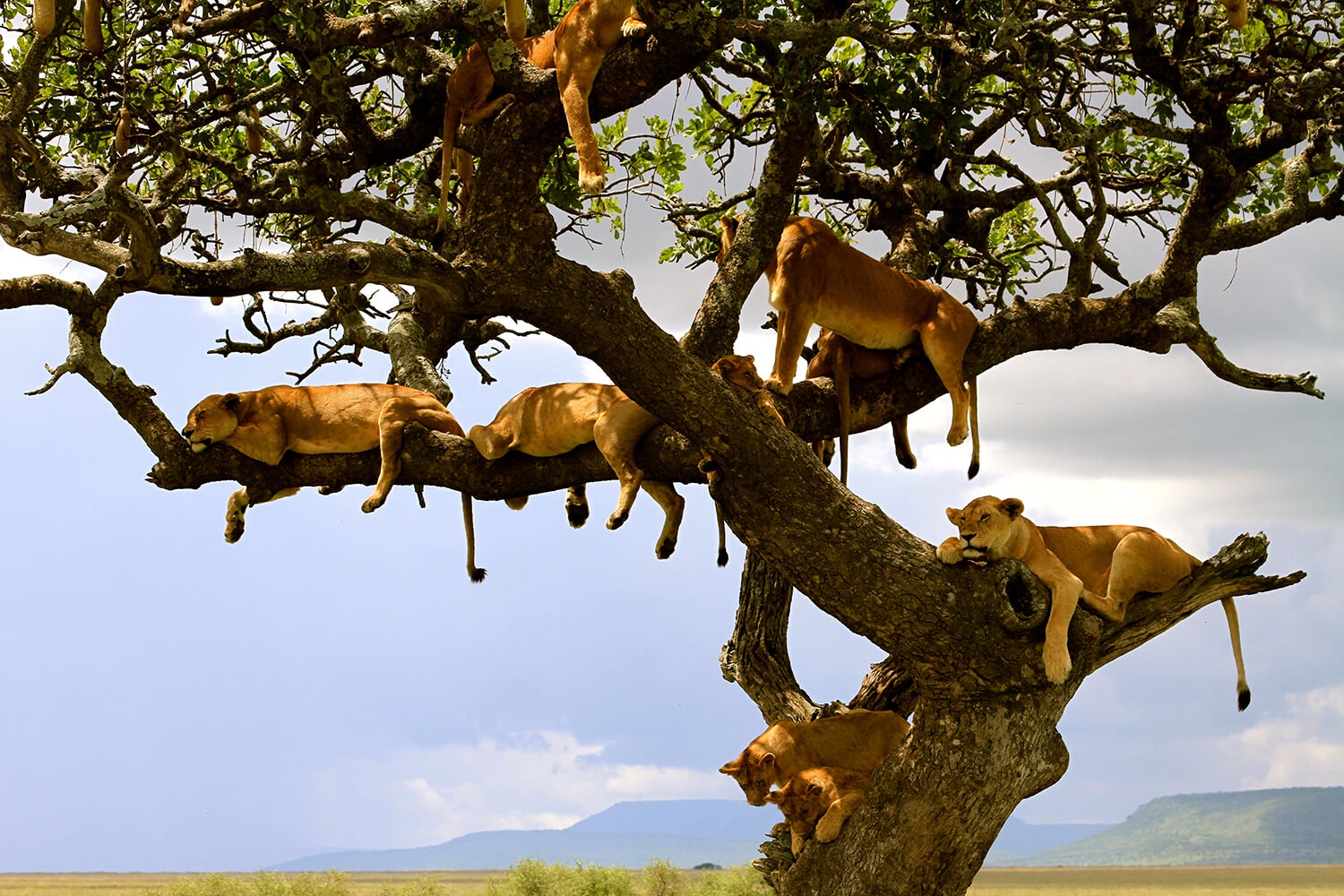 lions_on_tree_lake_manyara copy