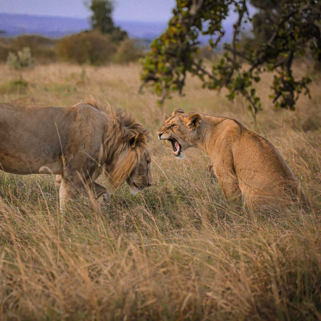 safari mistakes to avoid in Tanzania