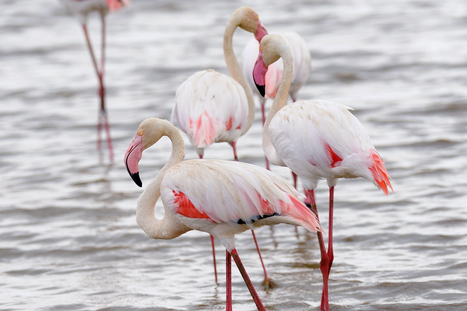 Manyara National Park flamingoes