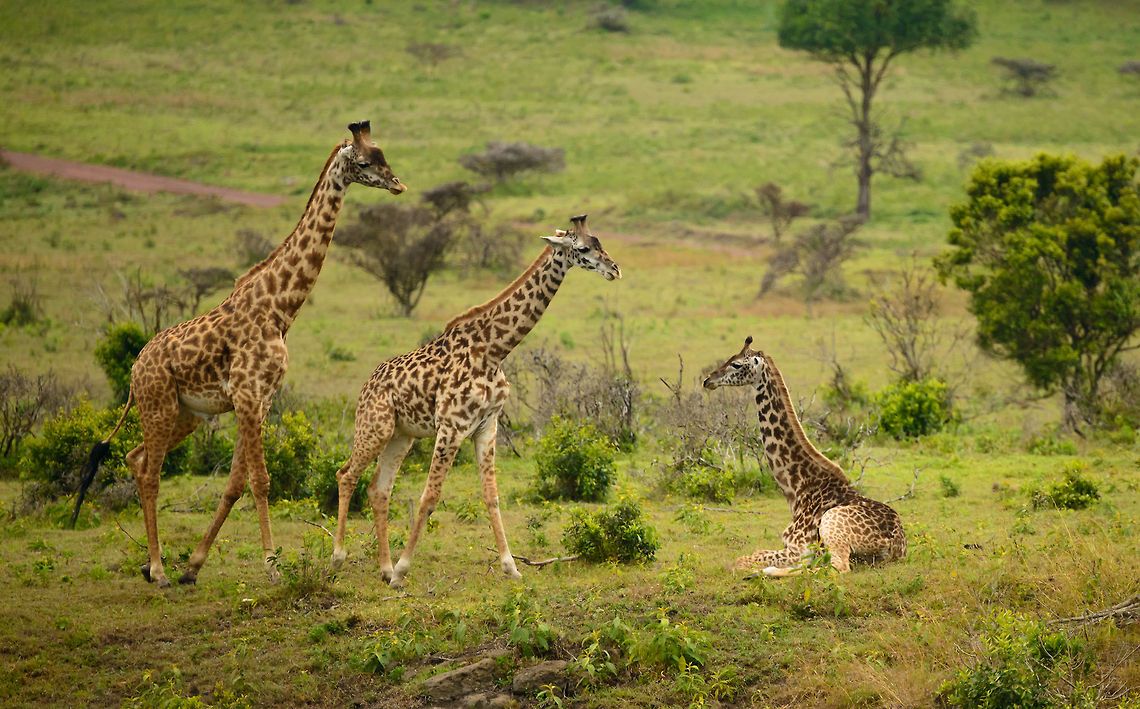 wildlife tourism in Tanzania