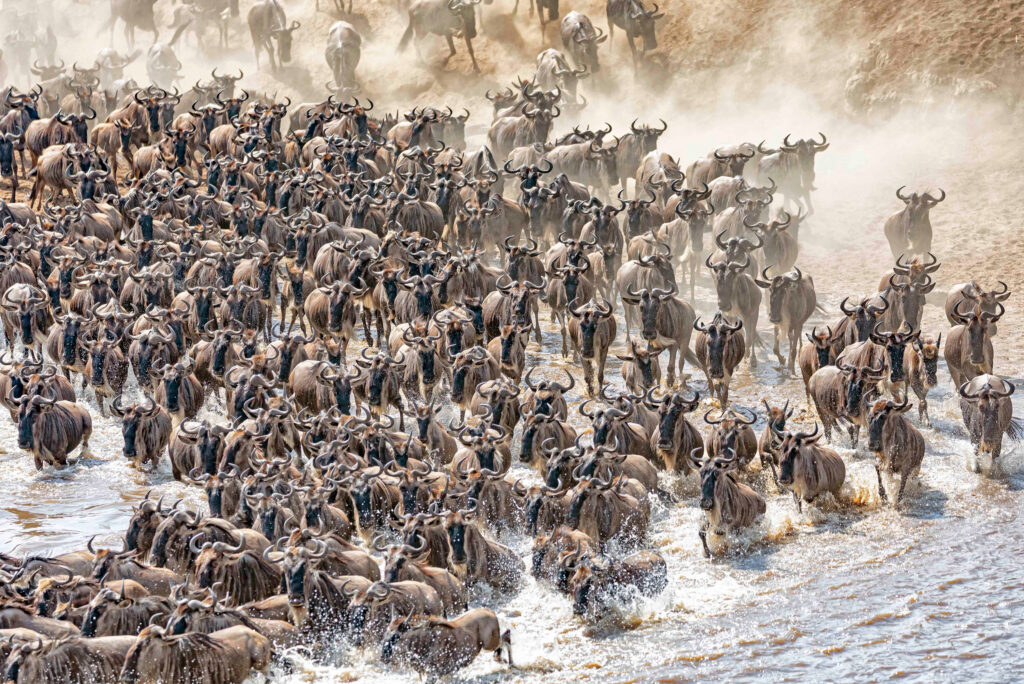 wildbeest Migration