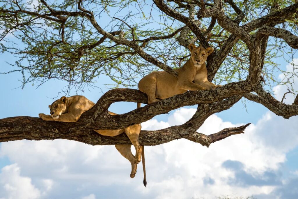 Tarangire national park
