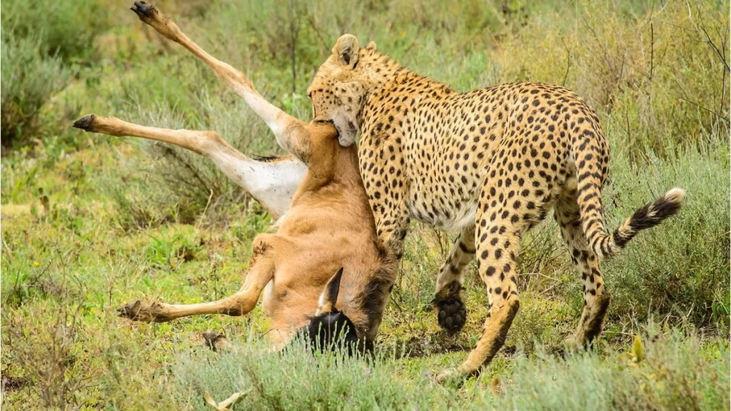 top safari mistakes to avoid in Tanzania