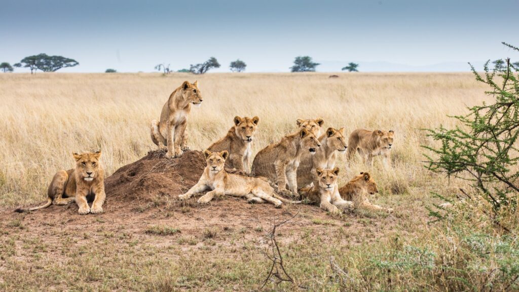 group safari in Tanzania