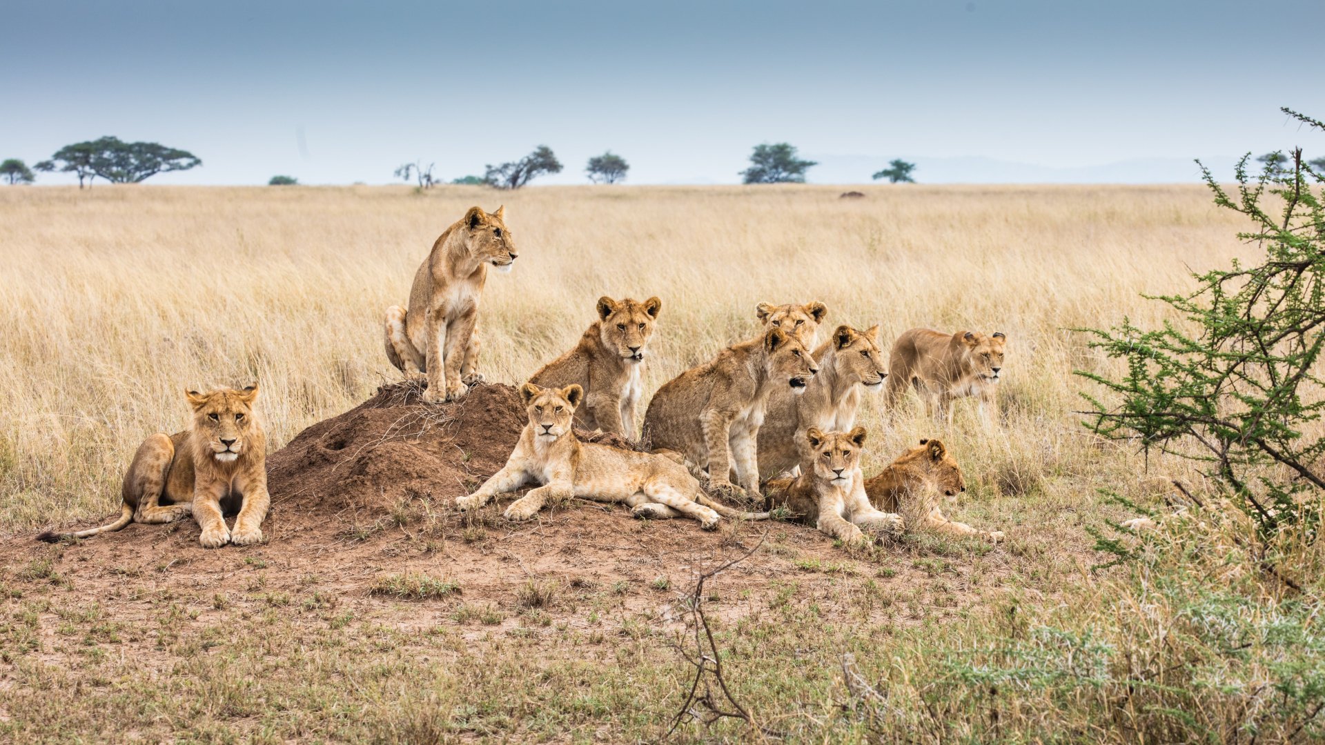 group safari in Tanzania