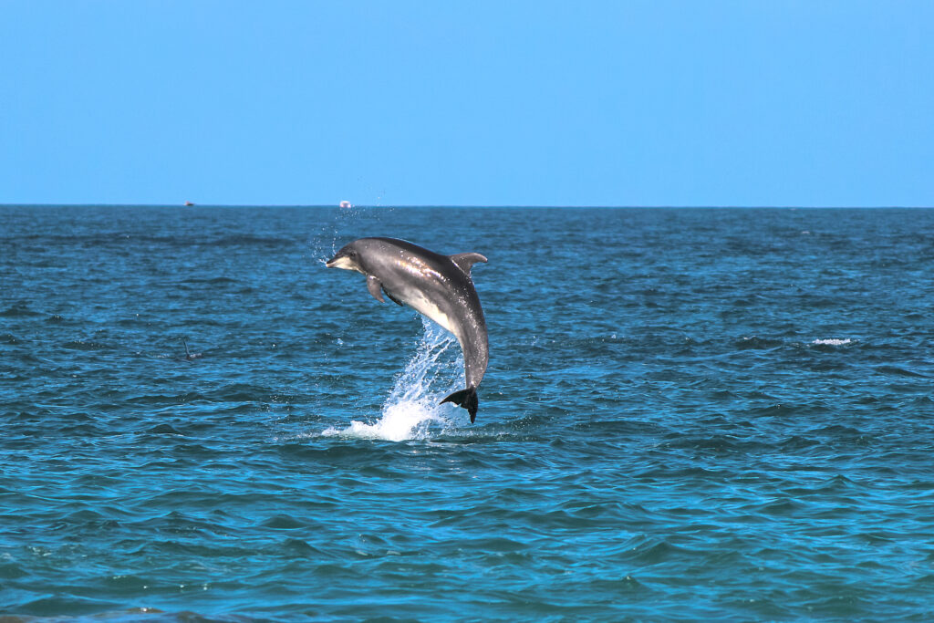 Dolphin tours in zanzibar