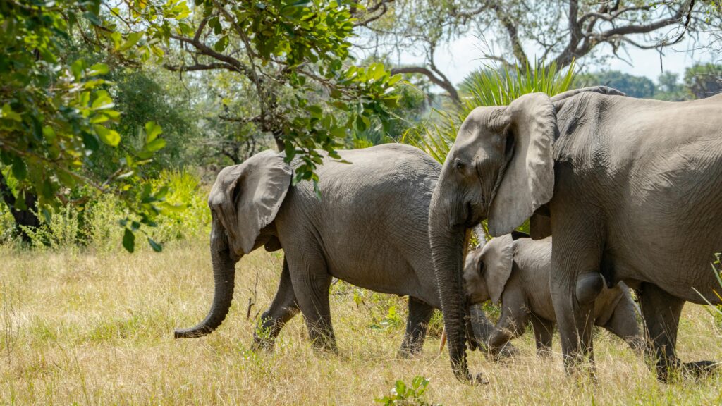 Calving Season in Tanzania