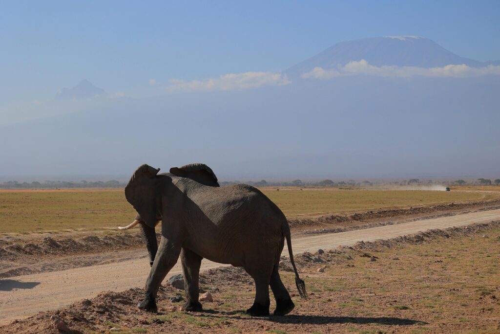 Five zones on Kilimanjaro
