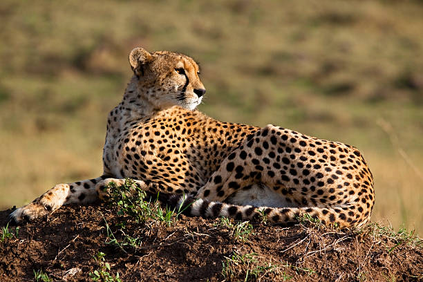 MIKUMI NATIONAL PARK