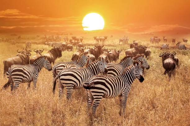 Best Adventure Activities in Tanzania: zebra at sunset in Serengeti National Park during African safari experience and wildlife viewing in Tanzania 2026