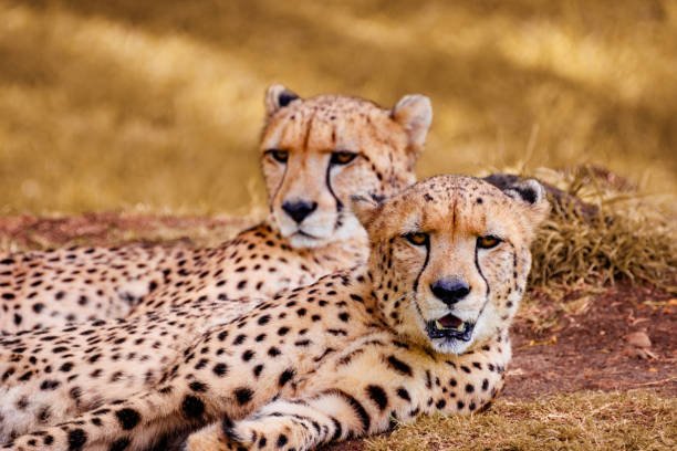 Close-up of two resting cheetah brothers. Often males from the same litter stay together for life.