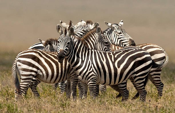 Zebras are seen at Serengeti National Park, Tanzania, Africa on March 6, 2025.