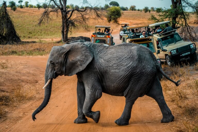 Wild Safari