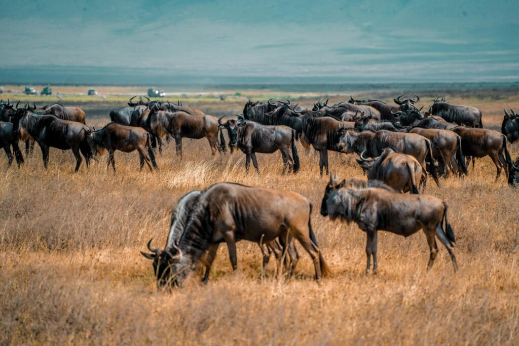 🌅 Migration Safari