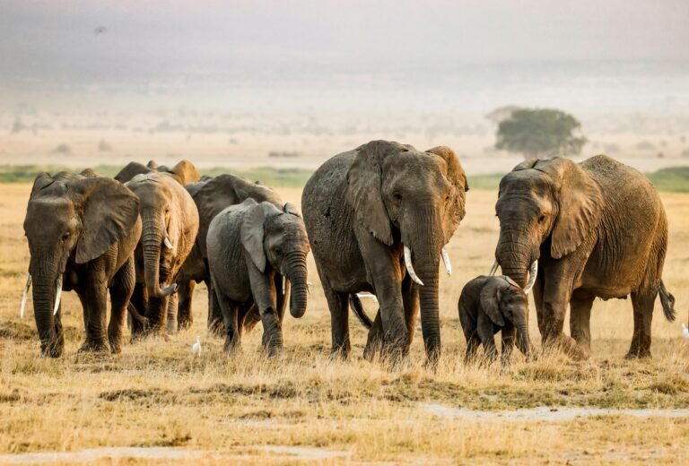 Elephant