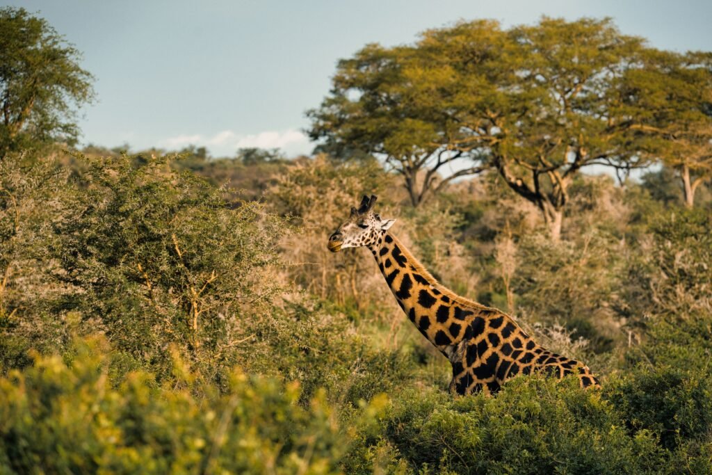 Giraffe