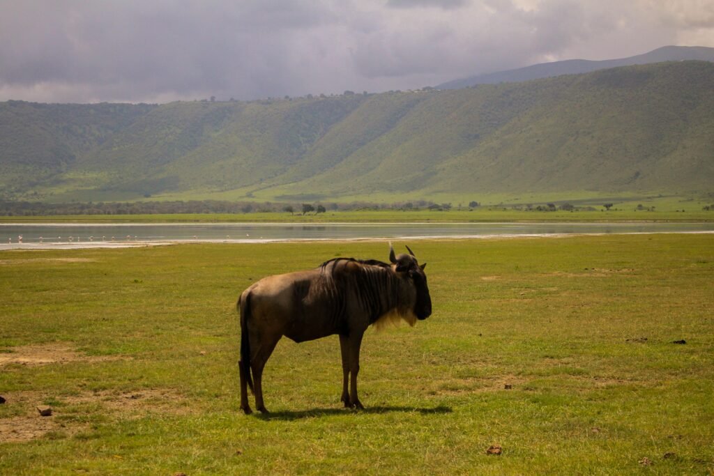 Tanzania safari cost