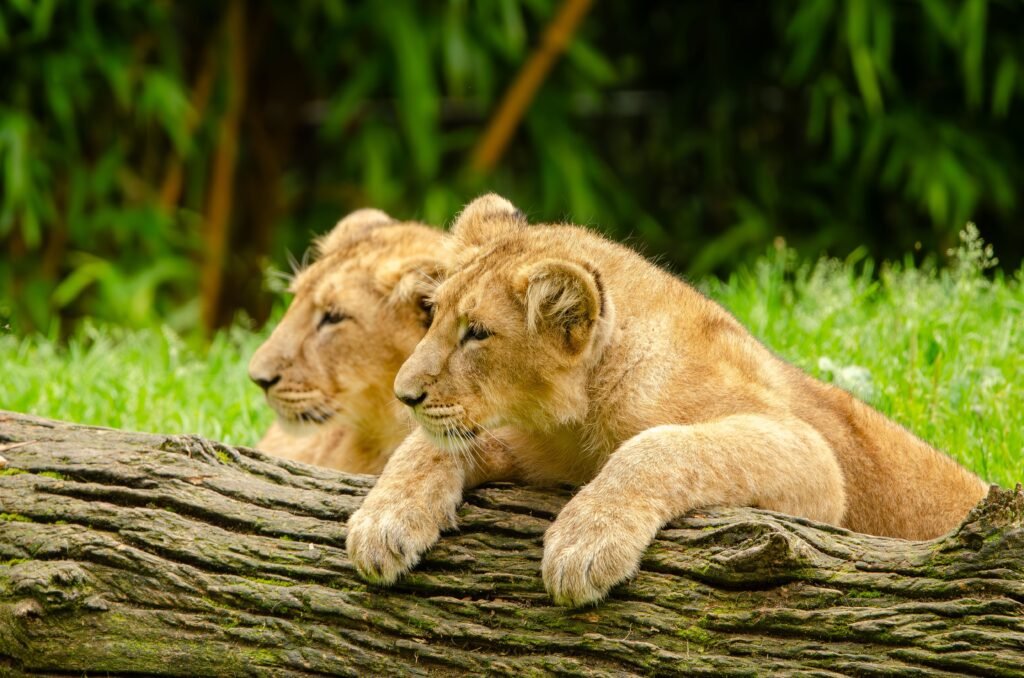 Lion