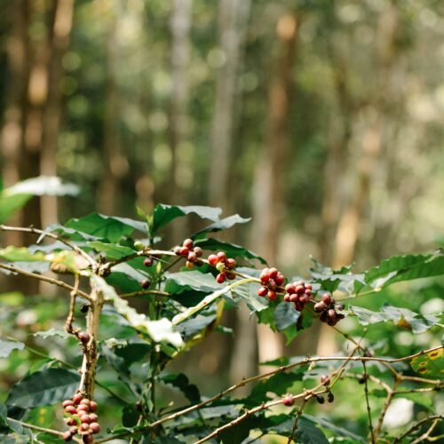Coffee Farm Tour – Arusha / Kilimanjaro Slopes