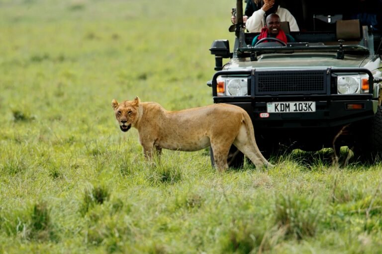 🦁 Classic Wildlife Safari
