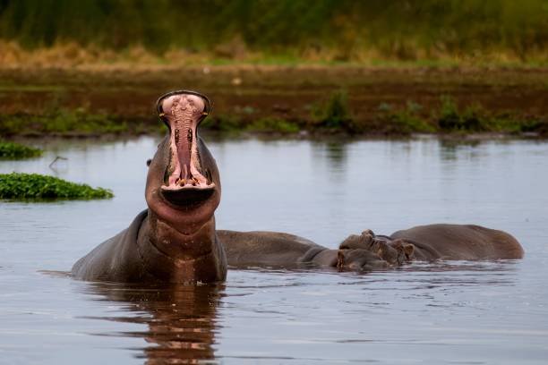 hippopotamus with mouth wide open in the hyppo pool at lake manyara – tanzania