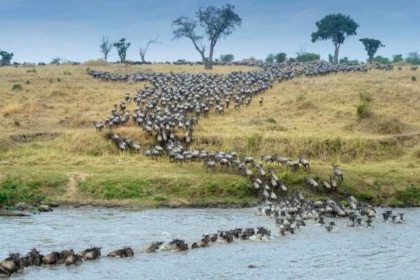 4-Day Tanzania Wildlife Safari Cost – wildebeest herd crossing the Mara River in Serengeti, Tanzania